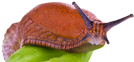 Schnecke
